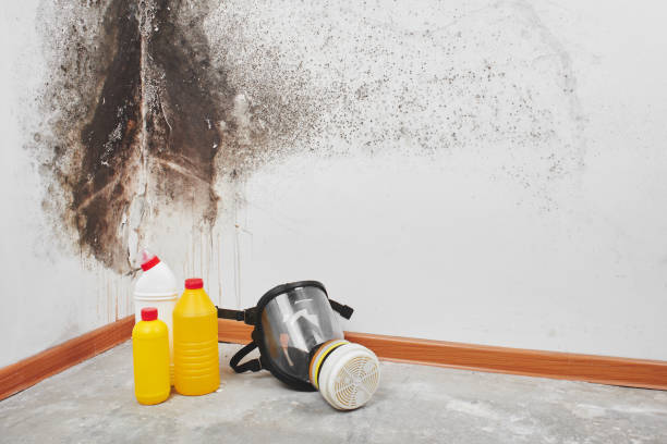 Best Same-Day Mold Removal  in North Crossett, AR