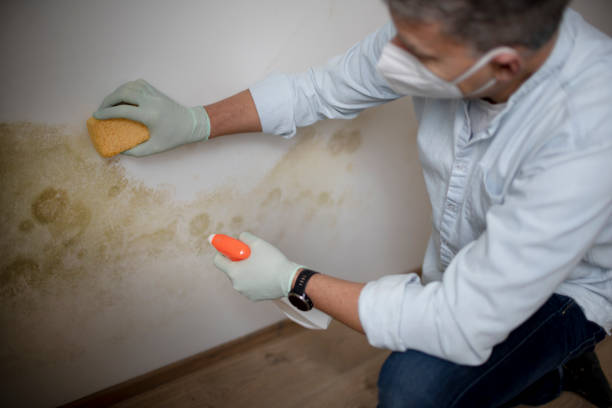 Best Mold Damage Repair  in North Crossett, AR