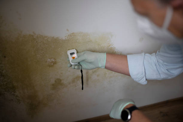 Best Professional Mold Removal  in North Crossett, AR