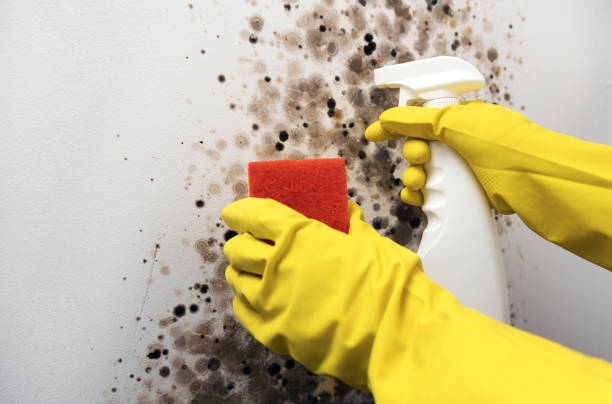 Best Mold Removal Near Me  in North Crossett, AR