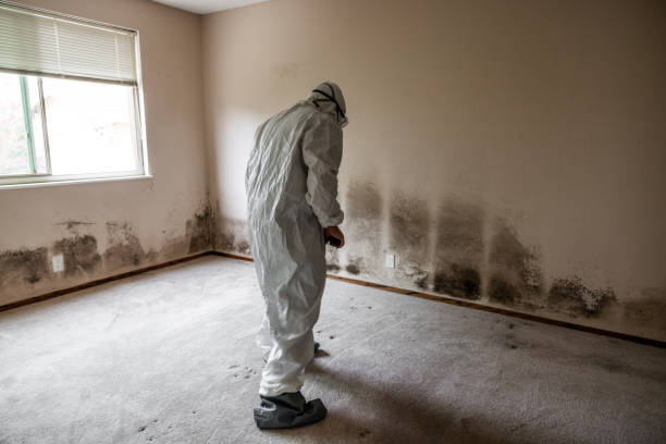 Best Affordable Mold Removal  in North Crossett, AR