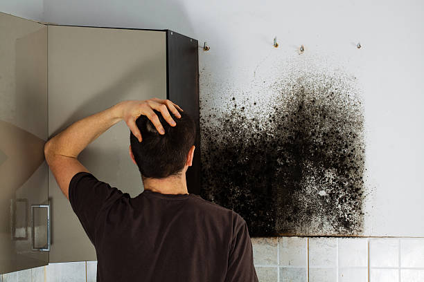 Attic Mold Removal in North Crossett, AR