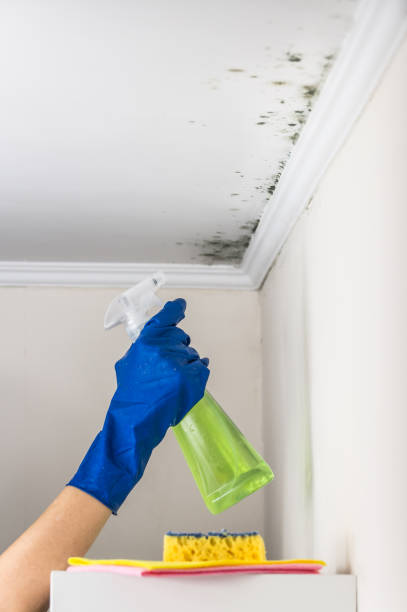 Best Home Mold Removal  in North Crossett, AR